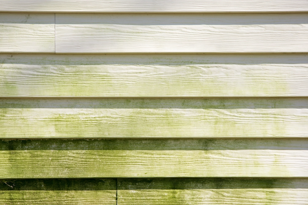 Illustration of green algae across horizontal house siding